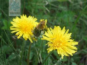 華蒲公英 華蒲公英