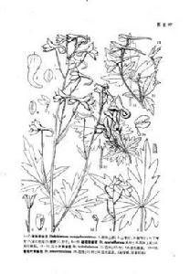 葡萄葉翠雀花 葡萄葉翠雀花