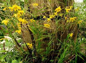 細葉石斛 細葉石斛