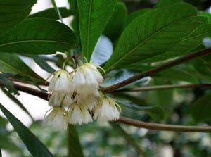 杜英[杜英屬常綠喬木植物]