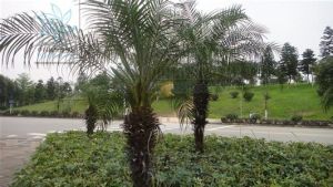 江邊刺葵 江邊刺葵