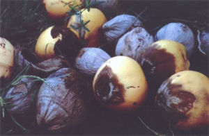 椰子致死黃化類菌原體