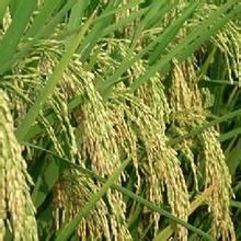 國稻9號 國稻9號