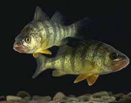 條紋花魚旨 條紋花魚旨