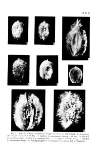 東方蟲實 東方蟲實
