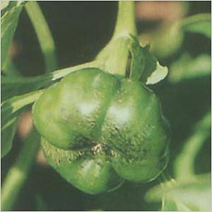 小柄肉柄籽 小柄肉柄籽