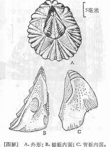 三角藤壺 三角藤壺