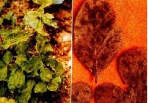 太子參花葉病 太子參花葉病