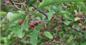 毛脈西南衛矛 毛脈西南衛矛