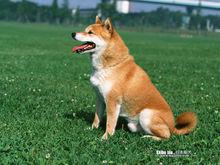 柴犬[日本柴犬]