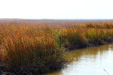 鹽城丹頂鶴濕地生態公園4