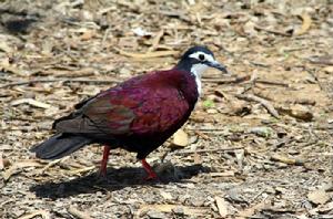 白胸雞鳩 白胸雞鳩