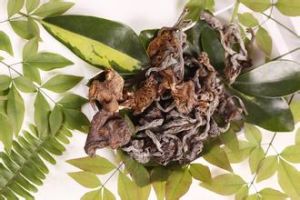 稀有桿菌屬 稀有桿菌屬