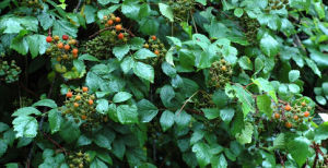 綿果懸鉤子 綿果懸鉤子