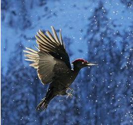 白腹黑啄木鳥西南亞種 白腹黑啄木鳥西南亞種