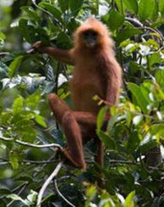 栗紅葉猴 栗紅葉猴