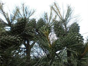 露水河紅松果仁 露水河紅松果仁