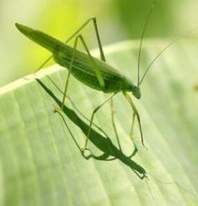 疹點掩耳螽 疹點掩耳螽