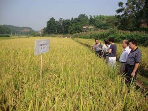 廣西農業科學院園藝研究所 廣西農業科學院園藝研究所