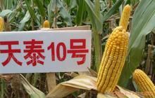 天泰10號 天泰10號