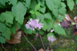 叉枝唐松草 叉枝唐松草