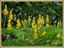 決明[言情小說作家]