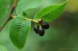 華西臭櫻 華西臭櫻