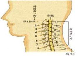 頸椎間盤退變 頸椎間盤退變