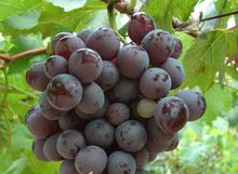 玫瑰香葡萄