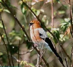 金額雀鶥的形態特徵