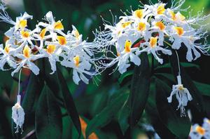 銀花杜鵑 銀花杜鵑