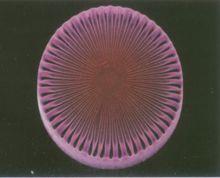 硅藻圖片(3)
