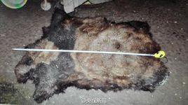 雲南獵殺大熊貓案 雲南獵殺大熊貓案