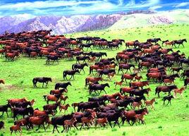 山丹軍馬場 山丹軍馬場