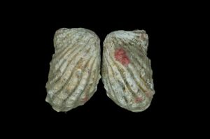 異紋心蛤 異紋心蛤