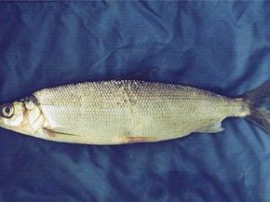 凹目白鮭 凹目白鮭