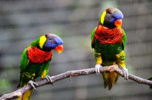 藍臉虹彩吸蜜鸚鵡 藍臉虹彩吸蜜鸚鵡