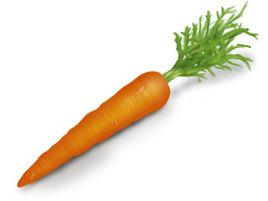 胡蘿蔔[傘形科植物]