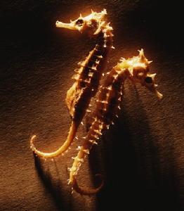 海洋動物 海洋動物