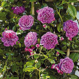 麗娜[薔薇屬月季栽培品種（德國）]