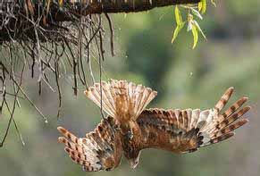 方尾夜鷹 方尾夜鷹