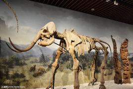 遠古生物[英國廣播公司BBC推出的紀錄片]