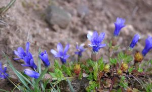 光莖藍鐘花 光莖藍鐘花