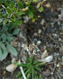 東俄洛報春 東俄洛報春