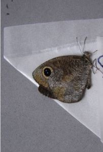 曲斑矍眼蝶 曲斑矍眼蝶