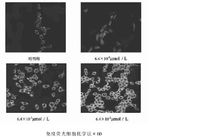 軟骨藻酸對神經膠質細胞HO-1蛋白表達的影響