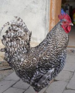 汶上蘆花雞 汶上蘆花雞