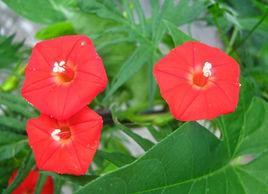 掌葉蔦蘿 掌葉蔦蘿