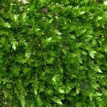 叢生錦蘚 叢生錦蘚