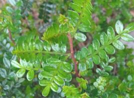 紫油木葉 紫油木葉